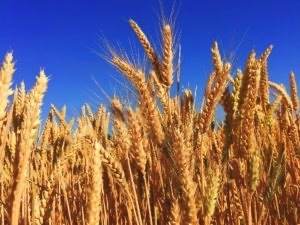 Shavuot and an Auspicious Timing