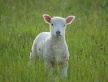 The Lamb in Eternity