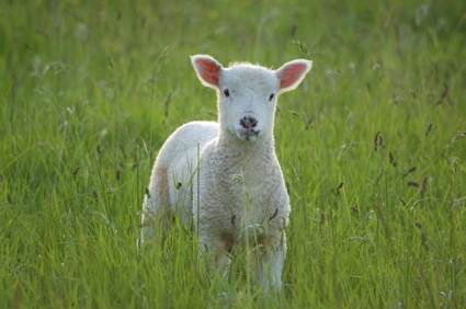 The Lamb in Eternity