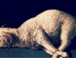Yeshua – The Passover Lamb
