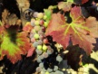 In the Vineyard Awaiting the Beloved