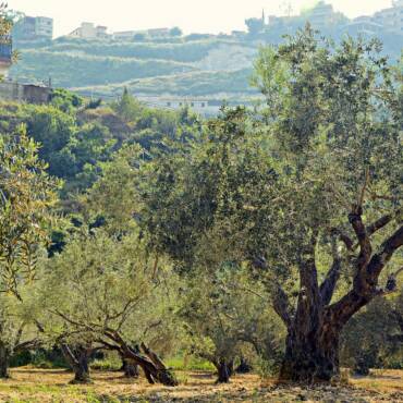 The Picture of the Olive Tree