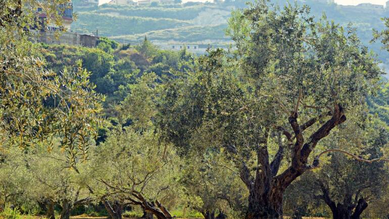 The Picture of the Olive Tree