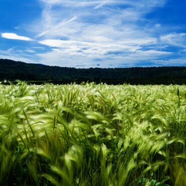 Hope Fulfilled in the Redeemer’s Grace